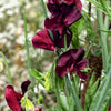 Black Knight Sweet Pea Lathyrus Odoratus Fragrant Flower Vine Seeds – photo 7
