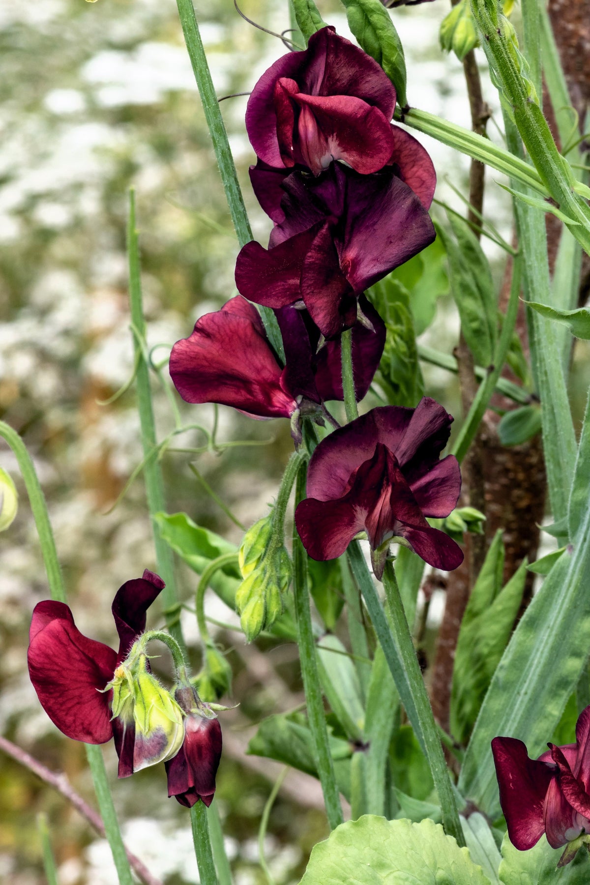 Black Knight Sweet Pea Lathyrus Odoratus Fragrant Flower Vine Seeds – photo 7