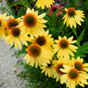50 OZARK GOLD CONEFLOWER Echinacea Paradoxa Yellow Bush's Coneflower Flower Seeds