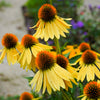 50 OZARK GOLD CONEFLOWER Echinacea Paradoxa Yellow Bush's Coneflower Flower Seeds