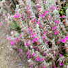 20 CAT THYME Teucrium Marum aka Cat Crack, Kitty Crack, & Mediterranean Germander Silvery Foliage Red Purple Flower Herb Sub-Shrub Seeds