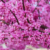 40 GIANT REDBUD TREE Cercis Gigantea Pink Purple Flower Seeds