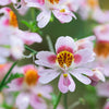 200 Mixed Colors BUTTERFLY ORCHID (Poor Mans Orchid / Angel Wings) Schizanthus Wisetonensis Flower Seeds