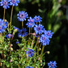 50 BLUE FELICIA DAISY 'The Blues' Heterophylla Kingfisher Flower Seeds