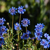 50 BLUE FELICIA DAISY 'The Blues' Heterophylla Kingfisher Flower Seeds
