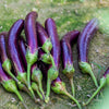 1000 LONG PURPLE EGGPLANT Solanum Melongena Esculentum Vegetable Seeds