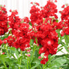 50 Crimson RED STOCK Matthiola Incana Ten-Week Gillyflower Seeds