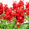 50 MIXED COLORS STOCK Matthiola Incana Ten-Week Gillyflower Blue White Pink Red Purple Seeds