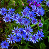 50 BLUE FELICIA DAISY 'The Blues' Heterophylla Kingfisher Flower Seeds