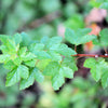 50 PACIFIC NINEBARK Physocarpus Capitatus Western Ninebark Native White Pink Red Flower Shrub Seeds