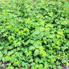 50 PACIFIC NINEBARK Physocarpus Capitatus Western Ninebark Native White Pink Red Flower Shrub Seeds