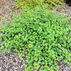 50 PACIFIC NINEBARK Physocarpus Capitatus Western Ninebark Native White Pink Red Flower Shrub Seeds