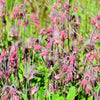 25 PRAIRIE SMOKE Geum Triflorum Purple Prairie Avens Pink Flower Seeds