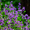 500 Purple FEBRUARY ORCHID Violet Cress Orychophragmus Violaceus 2" Flower Edible Vegetable Seeds