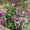 550 MAIDEN PINKS Mixed Colors Dianthus Deltoides Flower Seeds