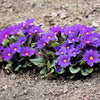 50 MIXED ENGLISH PRIMROSE Primula Vulgaris Acaulis Shade Houseplant Flower Seeds