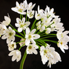 10 WHITE ALLIUM Neapolitanum Flowering or Naples Onion, Neopolitan or Daffodil Garlic Ornamental Flower Seeds