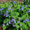 25 VIRGINIA BLUEBELLS True Blue & Pink Mertensia Virginica Flower Seeds