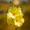 25 YELLOW HOLLYHOCK Alcea Rosea Flower Seeds Perennial