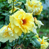 10 Yellow MANCHU ROSE Bush Rosa Xanthina Hummingbird Flower Seeds