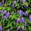 10 PURPLE ALPINE CLEMATIS Alpina Virgin's Bower Flower Vine Seeds