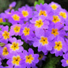 50 MIXED ENGLISH PRIMROSE Primula Vulgaris Acaulis Shade Houseplant Flower Seeds