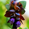 10 BLUE SHRIMP PLANT / Honeywort Cerinthe Major Flower Seeds