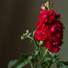 50 Crimson RED STOCK Matthiola Incana Ten-Week Gillyflower Seeds