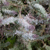 10 PURPLE ACACIA Baileyana Purpurea Fernleaf Mimosa Cootamundra Wattle Tree Yellow Flower Seeds