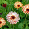 20 ZEOLIGHTS CALENDULA Officinalis MARIGOLD Flower Seeds Zeolight Coral Peach Apricot Pink