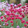 50 SEA THRIFT Armeria Maritima California Sea Pink Cliff Rose Cushion Pink Lavender Native Maritime Flower Seeds