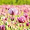 200 AFGHAN RESELECTED Blue POPPY Mixed Colors Papaver Somniferum Setigerum Pink Purple White Flower Seeds