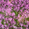 100 RAGGED ROBIN Pink Purplish Lychnis Flos Cuculi Flower Seeds
