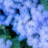 250 Dwarf BLUE BEDDER AGERATUM aka Floss Flower Ageratum Houstonianum Flower Seeds