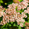 50 Easter Bonnet PEACH ALYSSUM Lobularia Maritima Hummingbird Flower Seeds