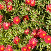 100 Gelato Bright RED ICE PLANT Mesembryanthemum Daisy Livingstone Flower Seeds