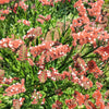 50 Pacific Mix STATICE (Sea Lavender) Mixed Colors  Limonium Sinuatum Flower Seeds