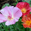 Mixed Colors California Poppy (Ballerina / Mission Bells) Eschscholzia Californica Flower Seeds – photo 13