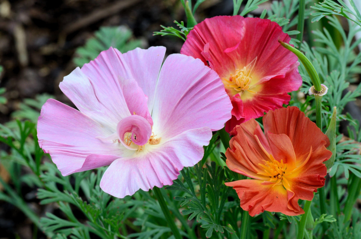 Mixed Colors California Poppy (Ballerina / Mission Bells) Eschscholzia Californica Flower Seeds – photo 13