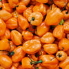 50 Hot ORANGE HABANERO PEPPER Capsicum Chinense Vegetable Seeds