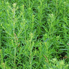 500 VIRGINIA MINT Pycnanthemum Virginianum Mountainmint Native White Flower Herb Seeds