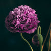 Lilac Pompom Peony Poppy Papaver Laciniatum Purple Pompon Flower Seeds – photo 2