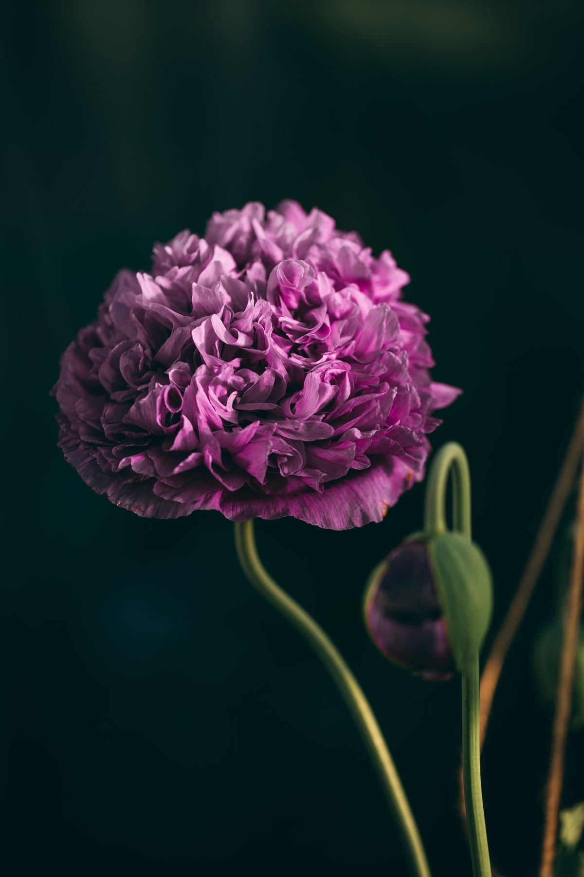Lilac Pompom Peony Poppy Papaver Laciniatum Purple Pompon Flower Seeds – photo 2