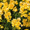 5 ROYAL CHAMPION Mix FREESIA Mixed Colors Pink Blue Purple Yellow Red Orange Flower Seeds