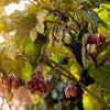 10 TAMARILLO / TREE TOMATO Cyphomandra Betacea Solanum Fruit Tree Seeds