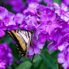 Tall Purple Phlox Seeds – Paniculata Garden Summer Native Hummingbird Flower – photo 4