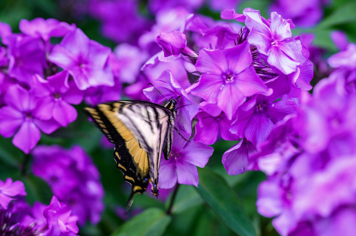 Tall Purple Phlox Seeds – Paniculata Garden Summer Native Hummingbird Flower – photo 4