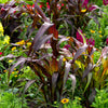 25 RED JEWEL MILLET Setaria Italica Ornamental Grass Flower Seeds