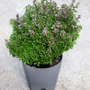 500 DWARF GREEK BASIL Ocimum Basilicum Fragrant Spicy Small Bright Green Leaf Herb Seeds