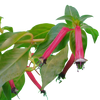 10 MIXED CIGAR PLANT Cuphea Ignea Red Pink White Firecracker Flower Seeds